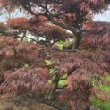 Acer palmatum 'Inaba Shidare' - Foto 8