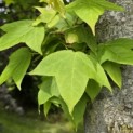 Liquidambar formosana var. monticola - 6