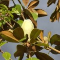 Magnolia grandiflora 'Galissonnière' - 2