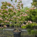 Cornus 'Rosy Teacups' - Foto 3