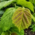 Corylus Avellana 'Aurea' - zomerblad