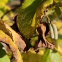 Corylus Avellana 'Aurea' - 2