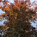Fagus sylvatica 'Atropunicea' - mei 2026