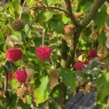 Cornus kousa 'Weisse Fontaine' - Foto 2