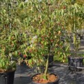 Cornus kousa 'Weisse Fontaine' - Foto 1