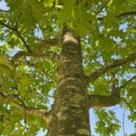 Quercus rubra - 3