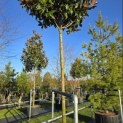 Magnolia grandiflora 'Galissonnière' - 2