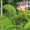 Albizia julibrissin - 1