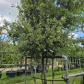 Quercus ilex - 3