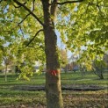 Fagus sylvatica - 3
