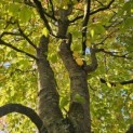 Fagus sylvatica - 1