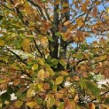 Fagus sylvatica - 2
