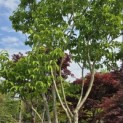 Heptacodium miconioides - 3