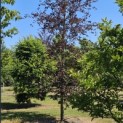 Fagus sylvatica 'Riversii' - Foto 3