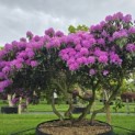 Rhododendron Roseum Elegans - 3