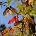 Acer griseum - 3