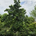 Cornus florida - halfstam Amerikaanse kornoelje juli 2026