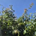 Parrotia persica - 2