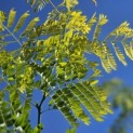 Gleditsia triacanthos ‘Sunburst' - impressie voorjaarsblad