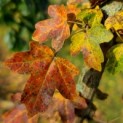 Acer campestre - Afbeelding 1