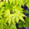 Acer palmatum 'Going Green' - 3