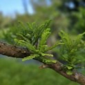 Taxodium distichum 'Peve Minaret' - Foto 7