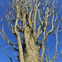 Acer rubrum 'Scanlon' - 4