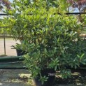 Rhododendron 'Cunningham's White' - Foto 3