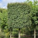 Acer campestre - Foto 1