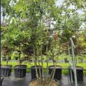 Quercus ilex - 1
