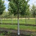 Liquidambar styraciflua 'Palo Alto' - 5