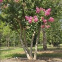 Lagerstroemia indica 'Rosea' - 4