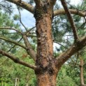 Pinus sylvestris - Afbeelding 5