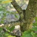 Carpinus betulus - 3