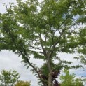 Gleditsia triacanthos 'Sunburst' - Foto 2