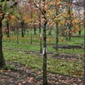 Fagus sylvatica 'Riversii' - 3