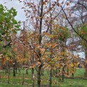 Fagus sylvatica 'Riversii' - 4
