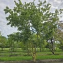 Acer campestre - 6