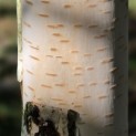 Betula utilis 'Jacquemontii' (Doorenbos) - 1