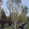 Acer x freemanii 'Autumn Blaze' - 3