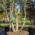 Quercus Suber - Foto 2