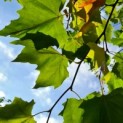 Platanus
