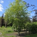 Fagus sylvatica - 2