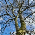 Liquidambar styraciflua - 2