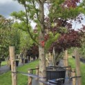 Taxodium distichum 'Peve Minaret' - Foto 4