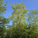 fagus sylvatica - 2