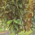 Prunus laur. Caucasica - 3