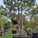 Pinus sylvestris - 1