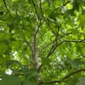 Liquidambar styraciflua - 3