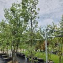 Quercus ilex - 3